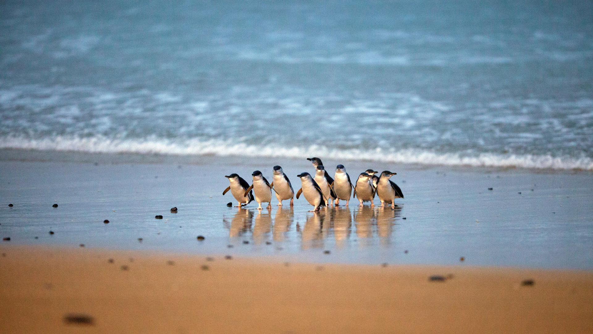 Best Day Trips from Melbourne: Where to Go When You Need to Get Out of the City